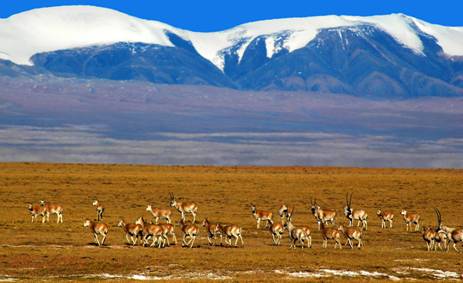 སྐྱེ་ཁམས་ཁོར་ཡུག་ཇེ་བཟང་དུ་བཏང་བ་དང་བསྟུན་ནས་ཨ་ཆེན་གངས་རྒྱབ་ཀྱི་རི་སྐྱེས་སྲོག་ཆགས་ཇེ་མང་དུ་འགྲོ་བཞིན་པ།
