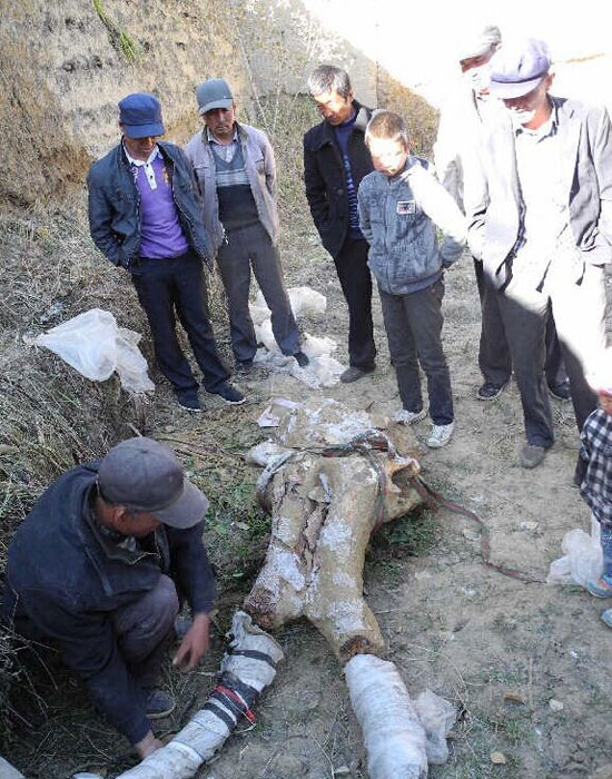 མཚོ་སྔོན་ཞིང་ཆེན་མཚོ་ལྷོ་ཁུལ་ནས་གདོད་མའི་གླང་ཆེན་གྱི་མགོ་རུས་འགྱུར་རྡོ་ཞིག་རྙེད།
