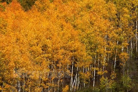 རྔ་བ་ཁུལ་དུ་ཉེ་བའི་ལོ་ངོ་26གི་རིང་ནགས་ཚལ་ལ་མེ་སྐྱོན་ཚབས་ཆེན་བྱུང་མེད།
