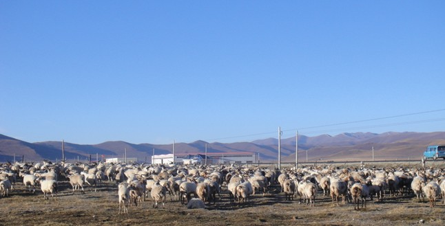 རྔ་བ་རྫོང་གིས་གཡག་དང་བོད་ལུག་ལ་ཉེན་འགོག་གི་ལས་ཀ་བསྒྲུབས།