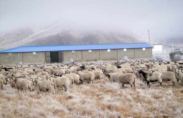 རྔ་བ་ཁུལ་གྱིས་ཕྱུགས་ཟོག་གི་དྲོད་ཁང་འཛུགས་སྐྲུན་བྱེད་ཤུགས་ཆེ་རུ་བཏང་ནས་ནོར་ལུག་གིས་དགུན་སྐྱེལ་བར་ཁག་ཐེག་བྱེད་བཞིན་ཡོད།