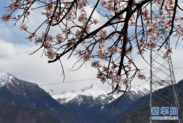 བོད་ལྗོངས་ཉིང་ཁྲི་ས་ཁུལ་གྱི་སྐབས་གསུམ་པའི་ཁམ་བུའི་མེ་ཏོག་དུས་ཆེན་གྱི་འགོ་བཙུགས།