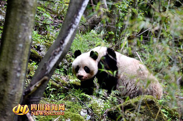 སི་ཁྲོན་ཞིང་ཆེན་ཆིང་ཁྲོན་རྫོང་ཁོངས་སུ་རི་སྐྱེས་དོམ་ཁྲ་ཡོད་པ་གསར་རྟོགས་བྱུང་།