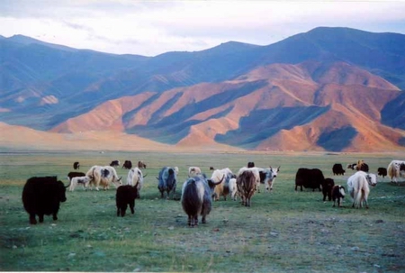 ཀྲུང་གོའི་བོད་ཁུལ་གྱི་ཆེས་ཆེ་བའི་བརྙན་གཟུགས་བཟོ་སྐྲུན་ལྟེ་གནས་དེ་མཚོ་སྔོན་འབའ་རྫོང་དུ་འཛུགས་བཞིན་ཡོད།