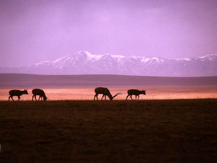 ཨ་ཆེན་གངས་རྒྱབ་ཏུ་ལོ་ངོ་བཅུའི་ཚུན་རིང་གཙོད་ཕྲུག་བཙའ་བར་གནས་སྤོར་སྔ་ཤོས་ཀྱི་དུས་ཚིགས་ཤར།