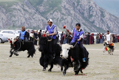 ཡུལ་ཤུལ་འབྲི་གཡག་རིག་གནས་སྒྱུ་རྩལ་དུས་ཆེན་དང་རྟ་རྒྱུགས་འགྲན་ཚོགས་ཚེས་25ཉིན་མགོ་རྩོམ་རྒྱུ།