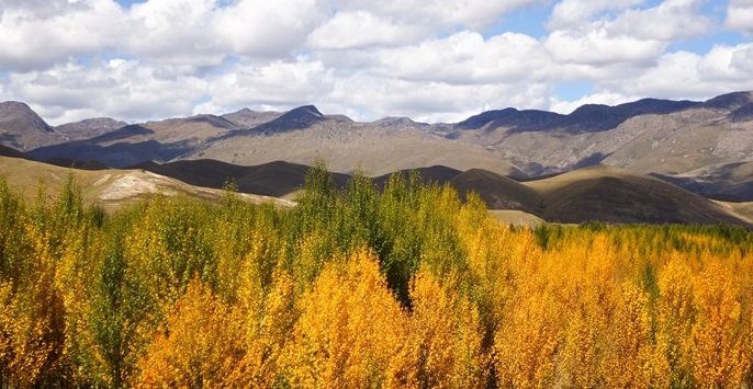དཀར་མཛེས་ཁུལ་ཀྱི་སྐབས་གསར་བའི་རྨོ་བསྐྱུར་ནགས་སྐྱོང་ལས་གཞི་གོ་རིམ་ལྡན་པའི་ངང་སྐུལ་སྤེལ་བྱས།