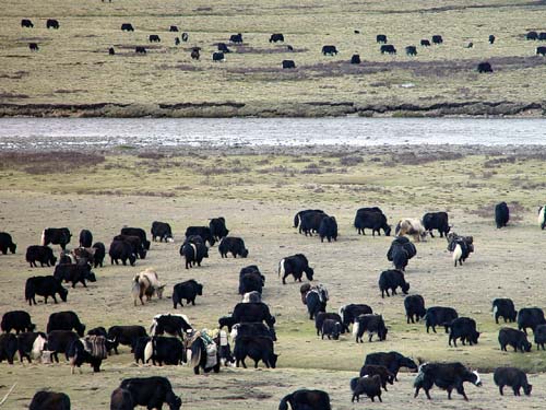 དཀར་མཛེས་ཁུལ་གྱི་མི་རིགས་རིག་གནས་ཐོན་རྫས་ལ་དགའ་བསུ་ཆེན་པོ་ཐོབ་པ།