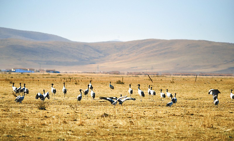 རྔ་བ་ཁུལ་ཧོང་ཡོན་རྫོང་ཨ་མཆོག་གྲོང་རྡལ་གྱི་སྐ་ཆུའི་འབབ་ཡུལ་གྱི་ཁྲུང་ཁྲུང་སྐེ་ནག