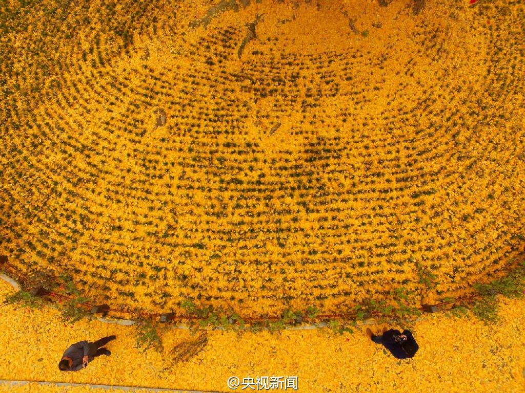 ཧྲན་ཤིས་ཀྱི་ལོ་ངོ་4000གི་གནའ་བོའི་ཁམ་སྡོང་ལོ་མ་གསེར་གྱི་ས་གདན་ལྟར་དུ་སྣང་།