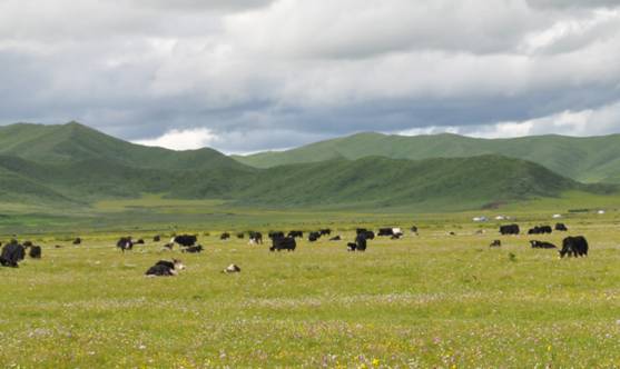 རྔ་བ་ཁུལ་གྱིས་འབྲོག་ཁུལ་ལས་ཞུགས་སྐུལ་འདེད་ལས་ཀའི་བཞུགས་མོལ་ཚོགས་འདུ་འཚོགས།