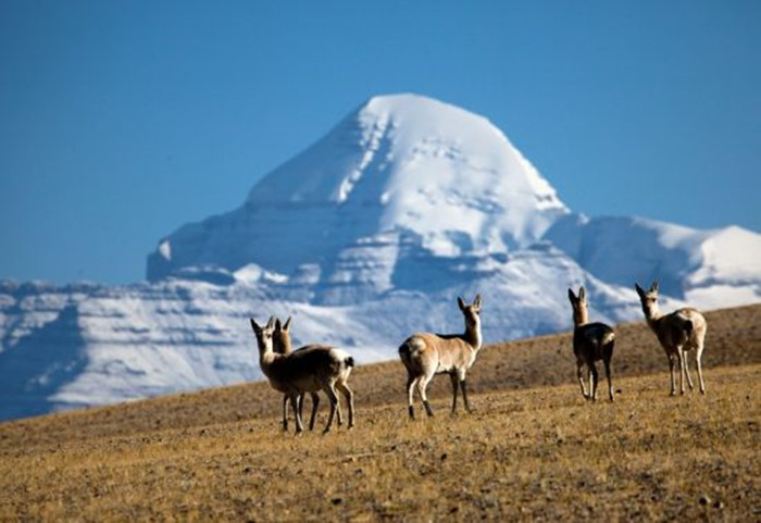བོད་ལྗོངས་མངའ་རིས་ས་ཁུལ་གྱིས་སྐྱེ་ཁམས་གྲོང་སྡེ་41རེ་ཞུ་བྱས།
