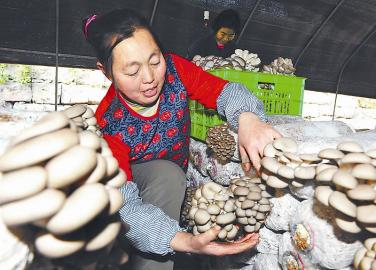 སི་ཁྲོན་གྱི་འབྱུང་འགྱུར་གྱི་ལོ་ལྔའི་ནང་དབུལ་པོའི་མི་གྲངས་ཁྲི་380 དབུལ་ཕོངས་ལས་ཐར་བའི་འཆར་གཞི་བཟོས།