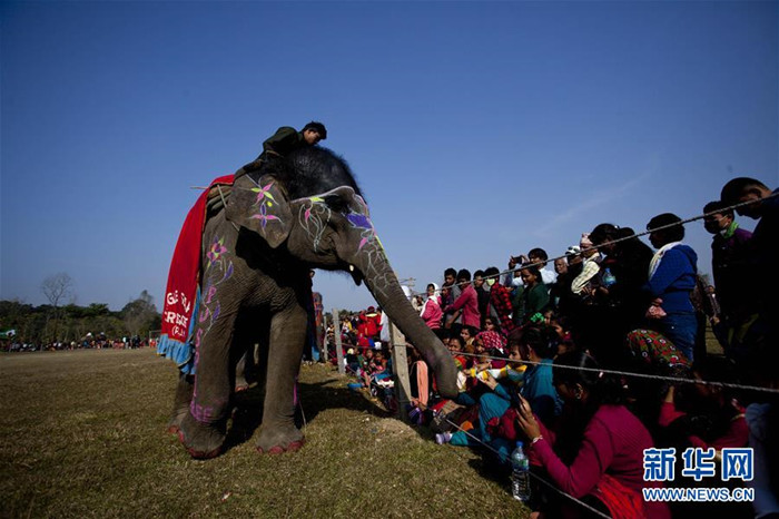 བལ་པོས་གླང་ཆེན་མཛེས་འདེམས་ཀྱི་འགྲན་བསྡུར་བྱེད་སྒོ་སྤེལ།