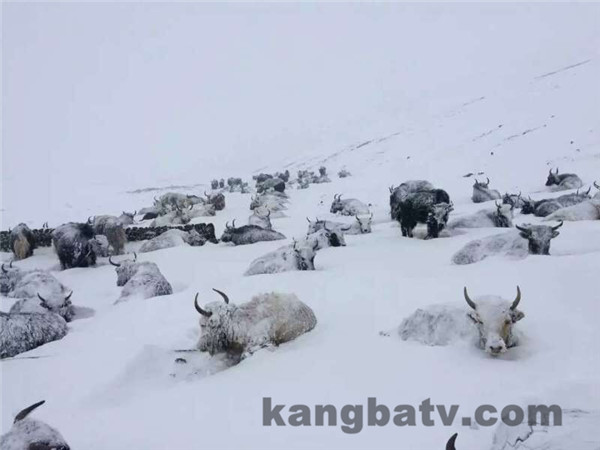སེར་ཤུལ་རྫོང་དུ་ཁ་བ་བབས་ཏེ་ཡུལ་ཤོག་དང་གྲོང་རྡལ་23ལ་ཚད་གཞི་མི་འདྲ་བའི་གནོད་འཚེ་ཐེབས།