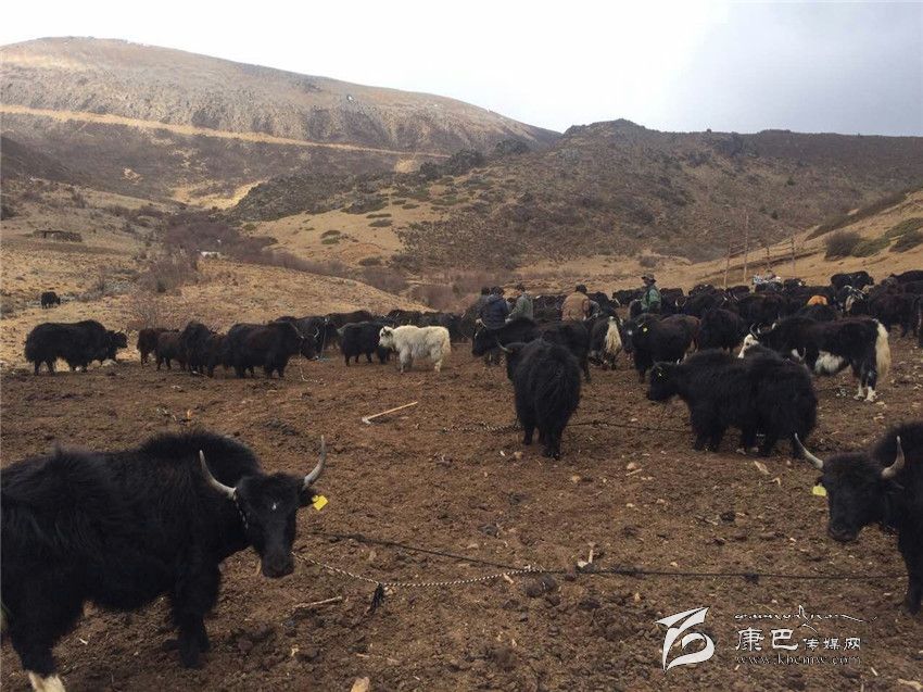 ལི་ཐང་རྫོང་གི་ཡུལ་ཚོ་རེ་ལ་ཐབས་ཇུས་རེ་ཞེས་པའི་དབུལ་པོའི་ཡུལ་ཚོ་དབུལ་ཕོངས་ལས་ཐར་བར་རོགས་འདེགས་བྱས།