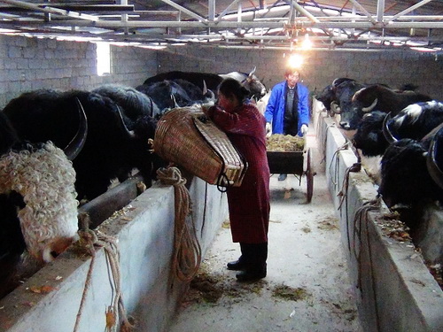 བཙན་ལྷ་རྫོང་གིས་འབྲི་གཡག་གསོ་སྤེལ་ར་བ་བཙུགས་ནས་དམངས་ཀྱི་ཡོང་འབབ་ཇེ་མཐོར་བཏང་།