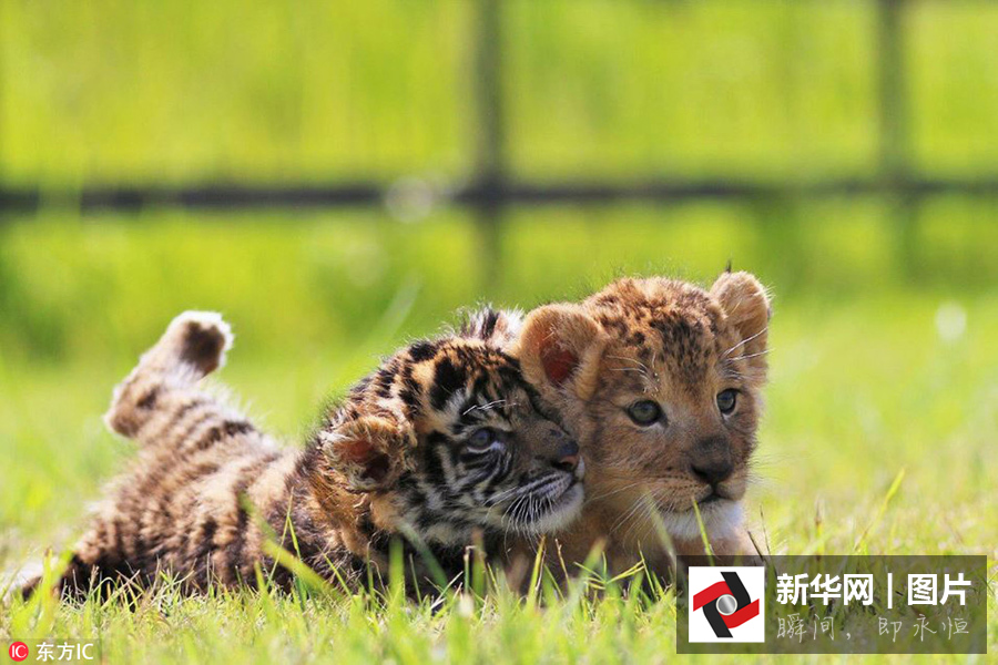 སྲོག་ཆགས་གླིང་གི་གྲོགས་པོ་ཆུང་ཆུང་གཉིས།