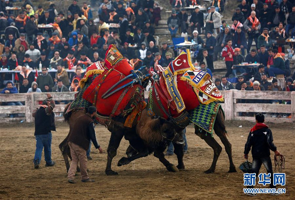 རྔ་མོང་གིས་ཤེད་ཤུགས་འགྲན་པ། 