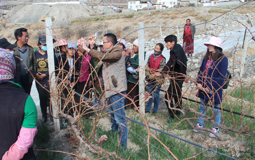 སྡེ་རོང་རྫོང་གིས་ཞིང་པར་ཚན་རྩལ་གསོ་སྦྱོང་བྱས།