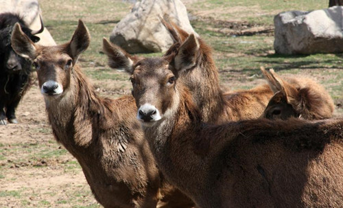 ལོ་ཆུང་རྐྱང་ཁ་དཀར་རང་བྱུང་སྲུང་སྐྱོང་ཁུལ་དང་བྱེད་ནུས་ཁུལ་ལ་ཆོག་མཆན་ཐོབ་པ། 