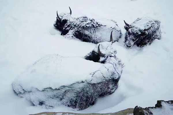 གསེར་རྟ་དང་ཧུང་ཡོན་སོགས་སུ་གངས་སྐྱོན་བྱུང་ནས་ཕྱུགས་ཟོག་མང་པོ་ཤི་བ།