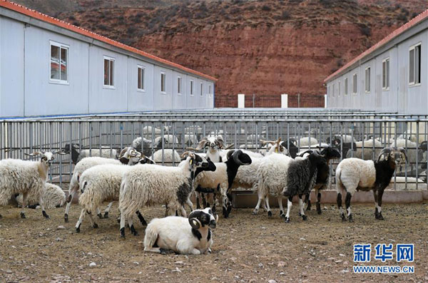 བོད་ལྗོངས་ཤར་རྒྱུད་ཀྱི་གོ་འཇོ་རྫོང་གིས་གཡང་དཀར་ལུག་གསོས་ནས་ཕྱུག་པོར་འགྱུར་བར་བྱས་པ།