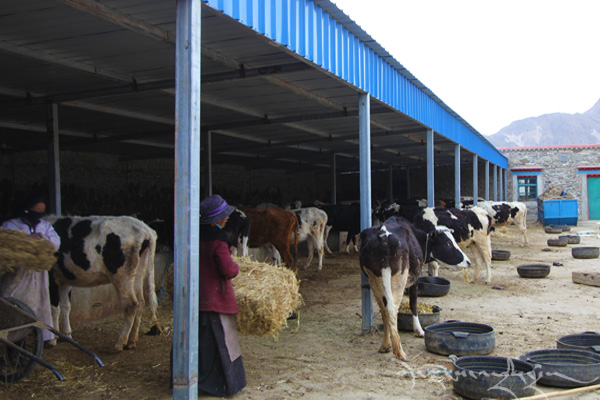 གྲ་ནང་རྫོང་བདེ་སྐྱིད་གྲོང་གསར་གྱི་བ་ཕྱུགས་གསོ་ཚགས་ལྟེ་གནས།