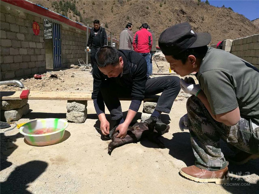 ལི་ཐང་རྫོང་དང་ཕྱག་ཕྲེང་རྫོང་གིས་མཉམ་འབྲེལ་སྒོས་བོད་ཕག་གསོ་སྤེལ་གྱི་ཟབ་སྦྱོང་སྤེལ།