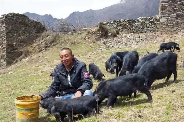 རི་ཀློང་ཁེར་རྐྱང་དུ་སྲུང་བའི་ན་གཞོན་ཕག་གསོ་བ།