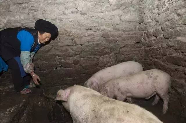 ཨ་ཕའི་དཀའ་སྤྱད་སྡུག་རུས་ལས།། བུ་གཉིས་སློབ་ཆེན་པ་རུ་བསྐྱངས།།