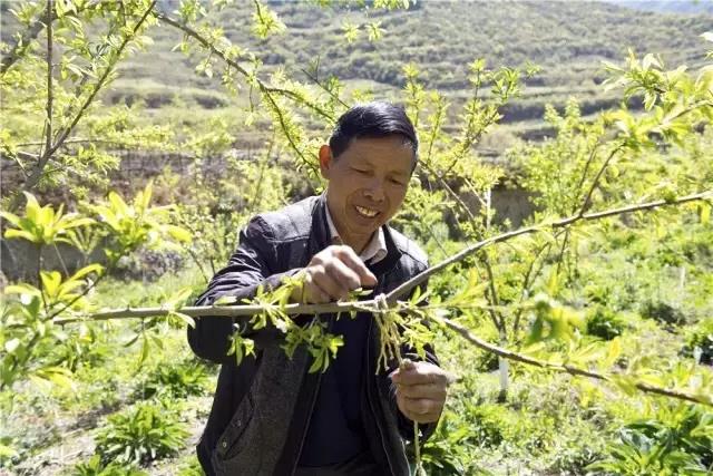 ཧྲུའུ་ཅི་རྒན་པ་ཞིག་གི་ཕྱུག་སྒྱུར་ཕུགས་འདུན།