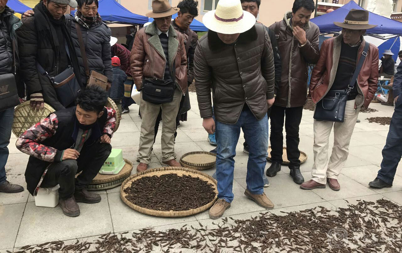 ལི་ཐང་གི་དབྱར་རྩྭ་དགུན་འབུ་འཛམ་གླིང་ལ་བྲིན་པ།