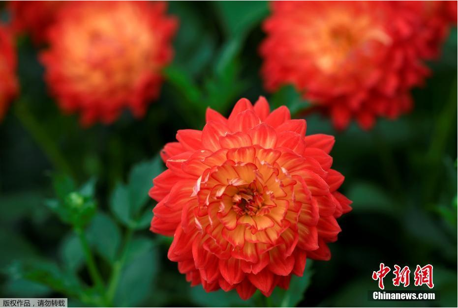 མེ་ཏོག་གི་འགྲེམ་སྟོན། 