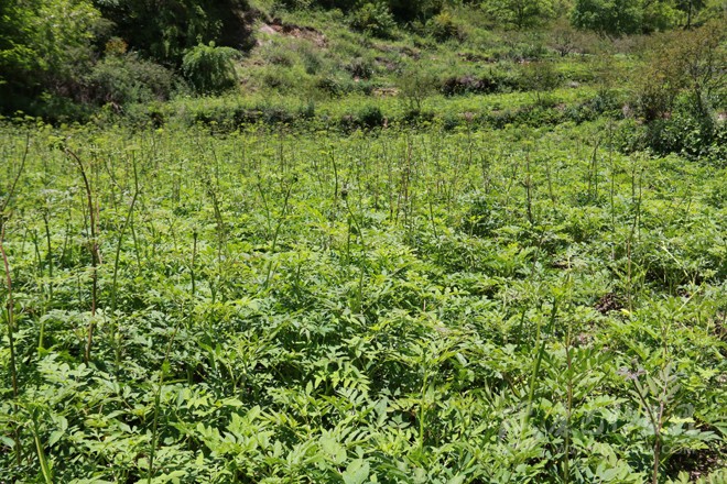 རེ་བའི་ས་བོན་ལས་ཕྱུག་འགྱུར་གྱི་འདབ་ལོ་རྒྱས།