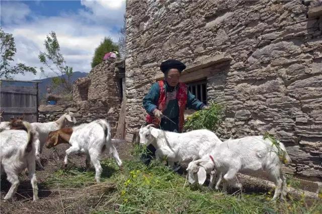 དྲིན་ཆེན་མ་ལོའི་བྱམས་དང་བརྩེ་བས་རིག་རྟུལ་བུ་གསུམ་གཅེས་པར་བསྐྱངས།