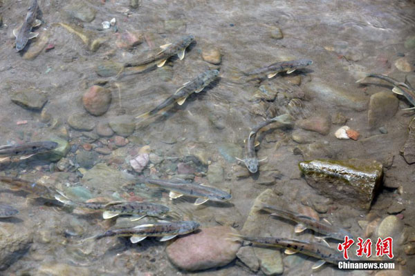 མཚོ་སྔོན་པོའི་ཙོང་ཉ་ཕྱིར་རྒྱུ་བའི་དུས་ཚིགས་སུ་སླེབས་པ།