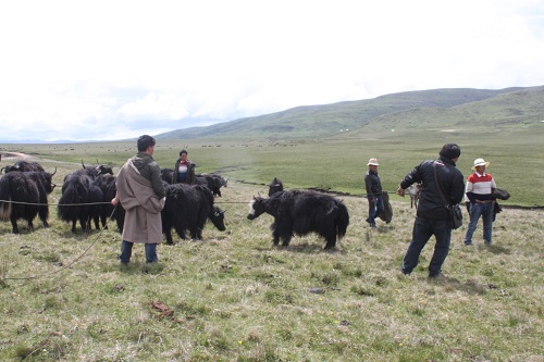 ནོར་གནག་རྫི་རེས་ཀྱིས་དབུལ་ཕོངས་འཚོ་བ་མཐའ་རུ་བསྐྲད།