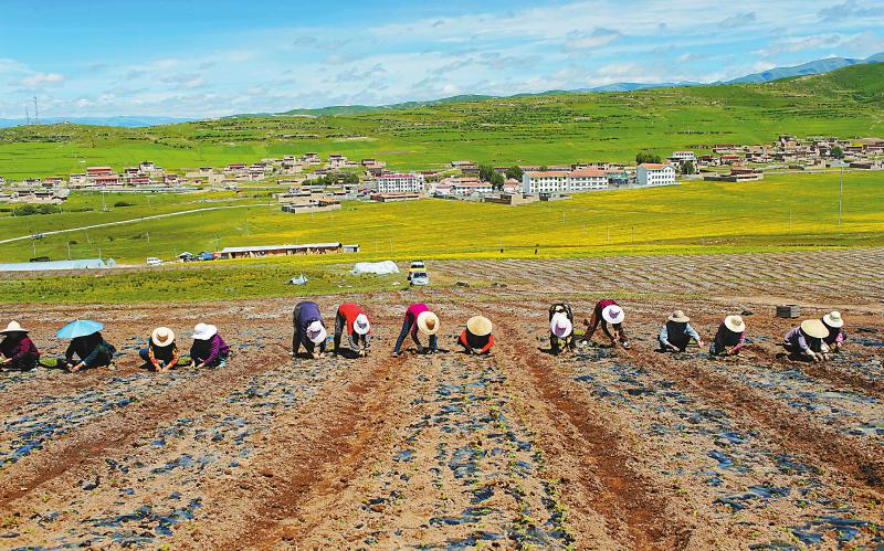 ཞི་ཅིན་ཕིང་གིས་དབུལ་སེལ་འགག་སྒྲོལ་བྱ་བར་མཛུབ་སྟོན་གལ་ཆེན་གནང་བ། 