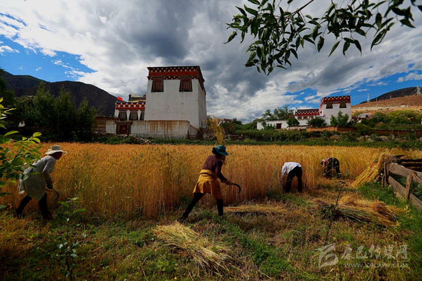 ཕྱག་ཕྲེང་རྫོང་གི་ཞིང་བ་རྣམས་ལོ་བསྡུའི་ལས་ལ་བྲེལ་བཞིན་པ།