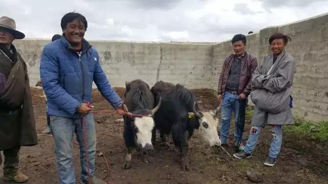 དབུལ་ཕོངས་ཚང་ལ་ནོར་གནག་བགོས་ནས་ཕྱུག་སྒྱུར་ལམ་དུ་ཁྲིད།
