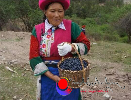 ཚེར་ནག་བཙུགས་ནས་འབྱོར་ཕྱུག་གི་ལམ་དུ་ཆས་པའི་ན་གཞོན་ཞིག