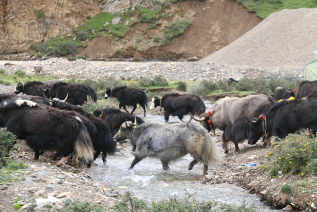  ཉང་གཡག་རྒྱུད་བཟང་དར་བས་ཕྱུག་འགྱུར་ལམ་སྣེ་ཟིན་པ། 