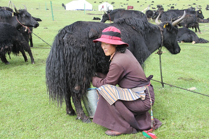 ཕྱུག་འགྱུར་གྱི་ལམ་དུ་བསྐྱོད་པ། 