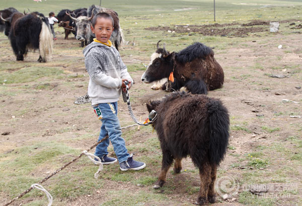 ཕག་གཡུ་གྲོང་ཚོས་ལག་པ་གཉིས་ལ་བརྟེན་ནས་བདེ་སྐྱིད་ཕུགས་འདུན་འགྲུབ་པ།
