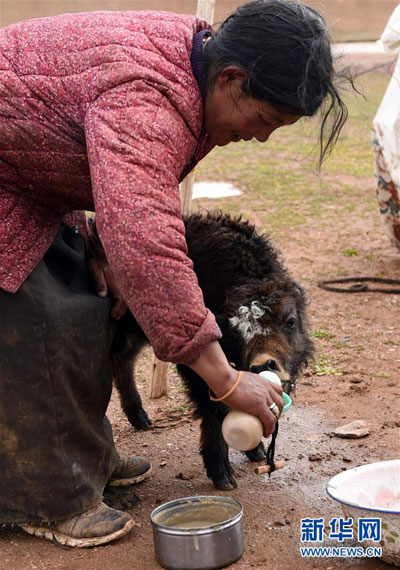 འཛམ་གླིང་ཐོག་རྒྱ་མཚོའི་ངོས་ལས་ས་བབ་མཐོ་ཤོས་ཀྱི་རང་བྱུང་སྲུང་སྐྱོང་ཁུལ་དུ་བདག་ཏུ་མ་བཟུང་བའི་སྲོག་ཆགས་ཀྱིས་ཆག་སྒོ་ཡང་ཡང་སློང་བཞིན་ཡོད་པ། 