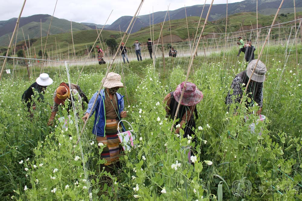 ལི་ཐང་རྫོང་གི་ཁྱད་ལྡན་ཐོན་རྫས་ཚོང་རར་བྲིན་པ། 