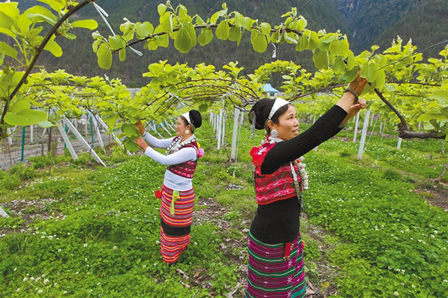 རྫ་ཡུལ་རྫོང་གིས་ཁམ་བུ་སྨི་ཧོའུ་འདེབས་འཛུགས་ལ་བརྟེན་ནས་དབུལ་གྲོལ་ཕྱུག་འགྱུར་ཡོང་ཐབས་བྱས་པ།