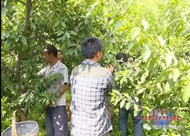 བཙན་ལྷ་རྫོང་གིས་ཞིང་སྡེའི་དབུལ་སྒྲོལ་ལ་ཤུགས་བསྣན།