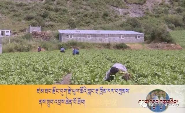 བུག་རྗེ་ཡུལ་ཚོའི་གླང་རྔ་ཁྲོམ་རར་བཀྲམས་ནས་གྲུབ་འབྲས་ཆེན་པོ་བླངས། 